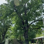 Tree removal
