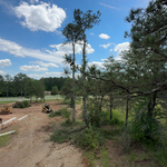 Tree removal