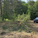 Tree removal