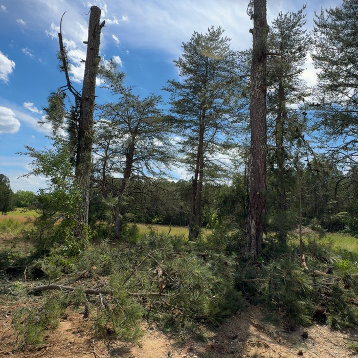 Tree removal