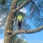 Tree Removal