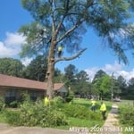 Tree Removal