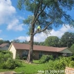 Tree Removal