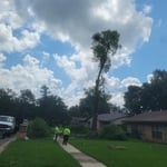 Tree Removal