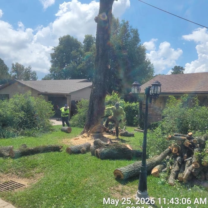 Tree Removal
