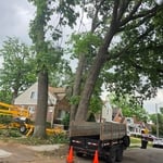Tree Services