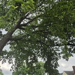 Tree Services
