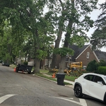 Tree Services