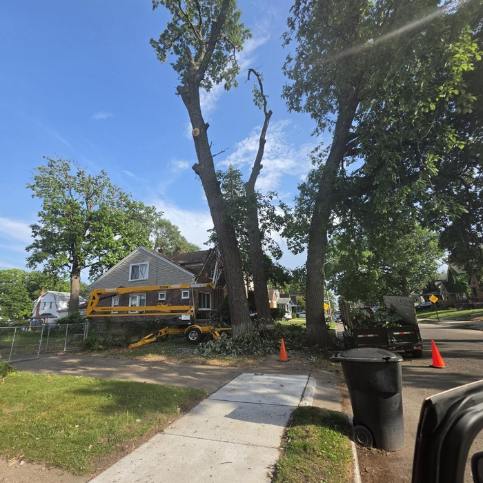 Tree Services