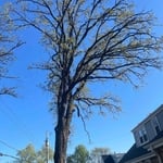 Tree removal