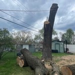 Tree removal