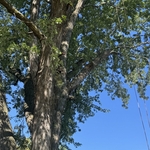 Tree trimming
