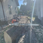 Tree trimming