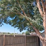 Tree triming