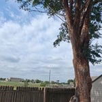 Tree triming