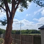 Tree triming