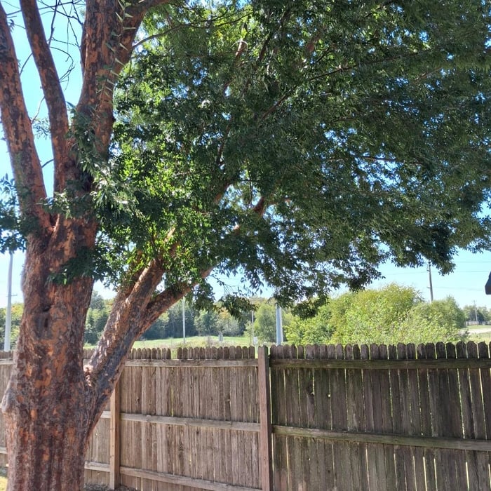 Tree triming