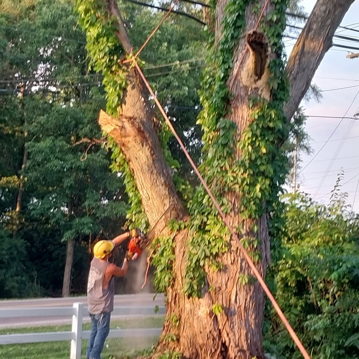 Dead limb and trim