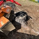 UGLY STUMPS