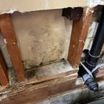 Mold find