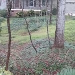 Landscaping Work