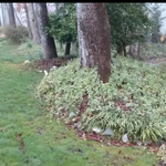 Landscaping project