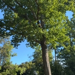 Tree removal
