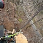 Tree removal