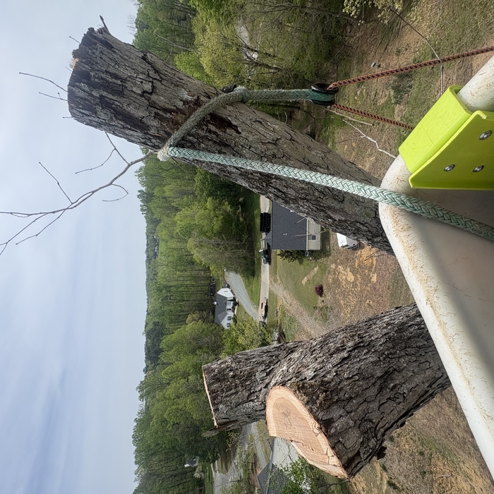 Tree removal