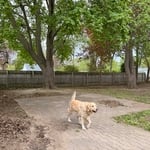 Full lawn clean up