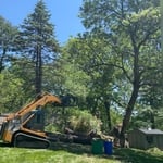 Tree Removal
