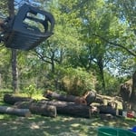 Tree Removal