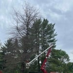Tree Removal