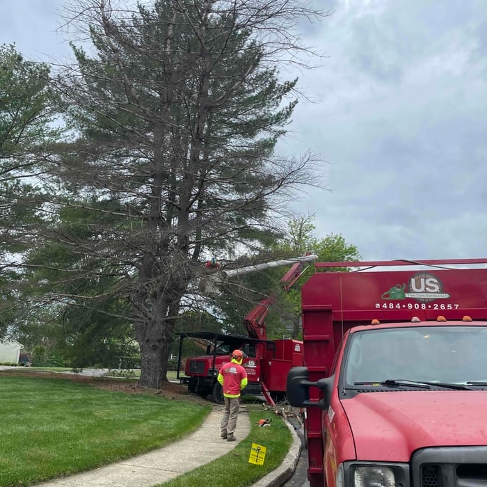 Tree Removal