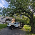 Tree trimming