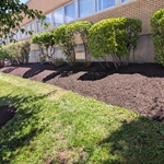 Clean up and mulch