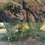Yard Waste Removal