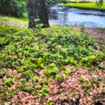 Yard cut