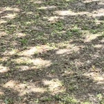Yard cut