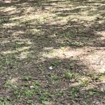 Yard cut