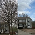 Tree Removal