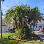 palm trimming