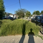 Mowing