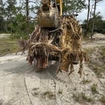 Stump Removal