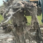 Stump Removal