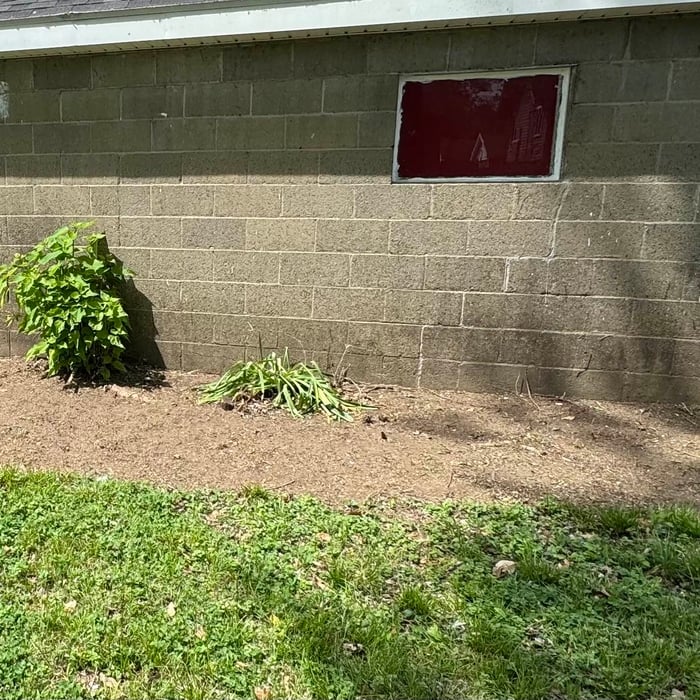 Ivy clean up on Garage