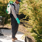 Pest Control