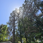 Tree service