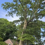 Tree service
