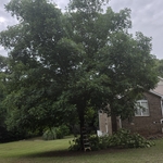 Tree Trim